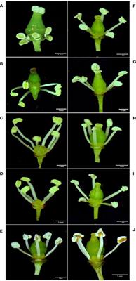 Studies on pollen micro-morphology, pollen storage methods, and cross-compatibility among grape (Vitis spp.) genotypes